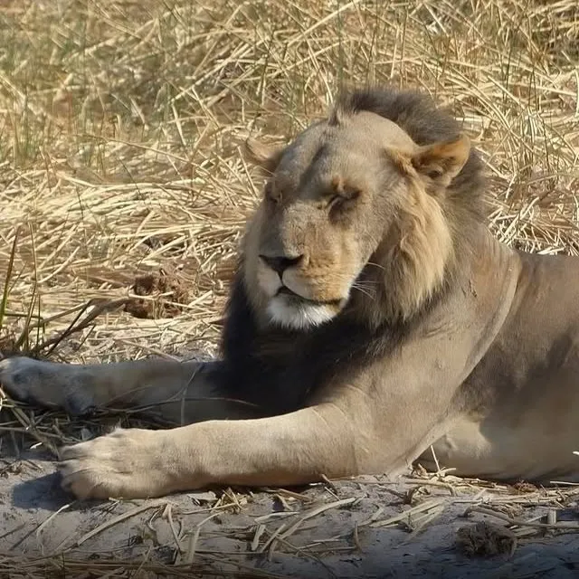Rei da Selva calvo? Leão com falha na juba é encontrado na África e viraliza na web
